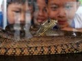 Yogyakarta (Antara Bali) - Tiga anak mengamati seekor ular yang dipamerkan pada acara &quot; - 20111217reptil171211
