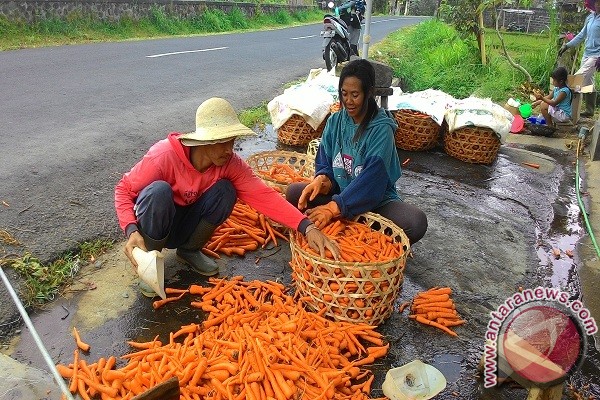 petani wortel tabanan beromzet rp2 juta antara news bali petani wortel tabanan beromzet rp2 juta antara news bali