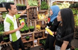 Petani Sayuran Majalengka Mendulang Sukses dari Benih Varietas Unggul Petani Sayuran Majalengka Mendulang Sukses dari Benih Varietas Unggul