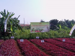 Indonesia Butuh Satu Juta Hektar Lahan Sayuran Indonesia Butuh Satu Juta Hektar Lahan Sayuran