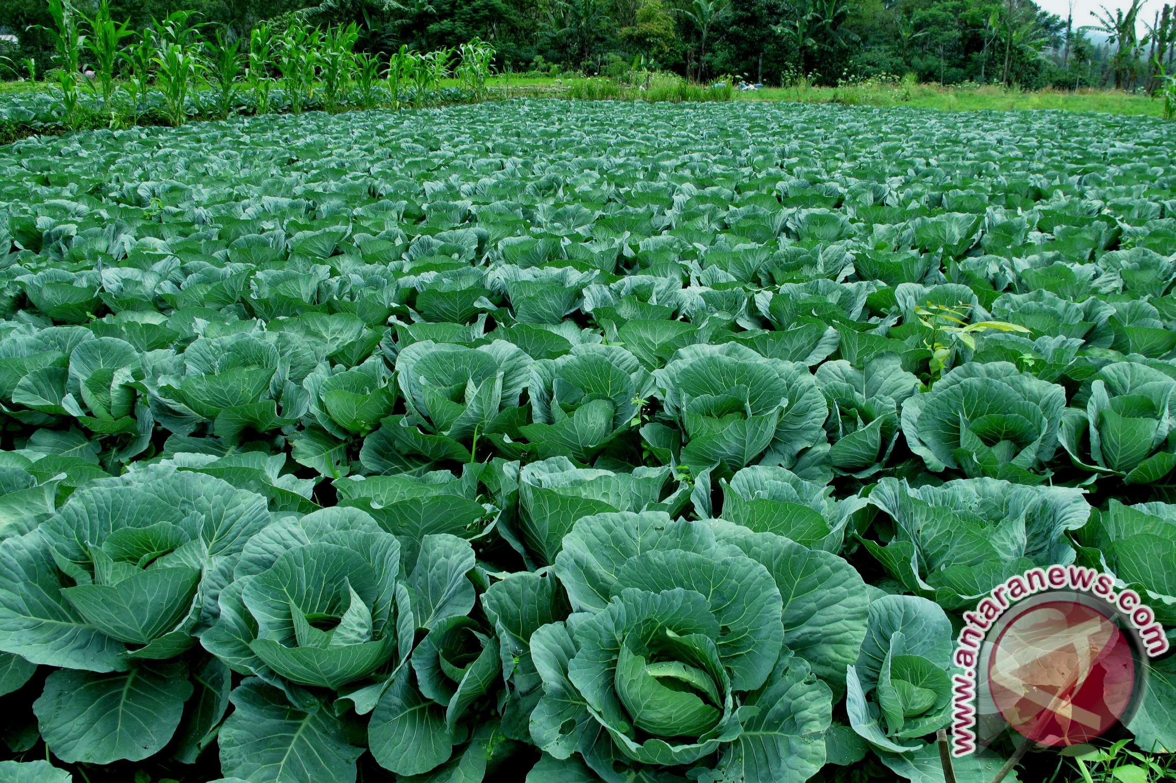 Petani padi beralih tanaman sayuran - ANTARA News Bengkulu - Berita