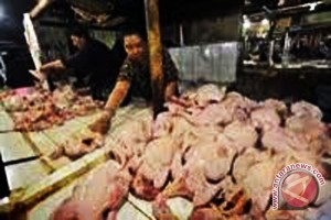 Chickens infected with bird flu in Bengkulu increased
