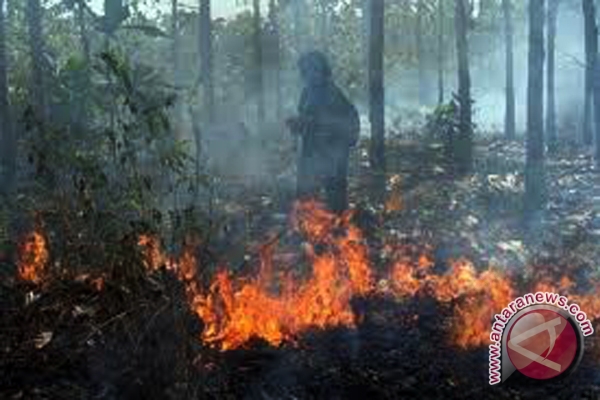 Gambar Hutan Terbakar