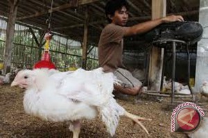One of chickens infected with bird flu virus