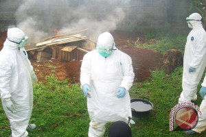 Bird flu can be anticipated with the mass extermination of chicken