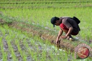 Mancing belut - ANTARA News Bengkulu