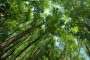 DPRD Mukomuko dukung pengelolaan hutan berkelanjutan