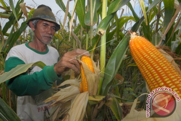 jagung pakan ternak antara news megapolitan jagung pakan ternak antara news megapolitan