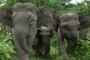 Penyempitan hutan ancam populasi gajah Sumatera