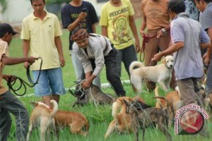 Porbi Bengkulu gelar adu bagong - ANTARA News Jogja