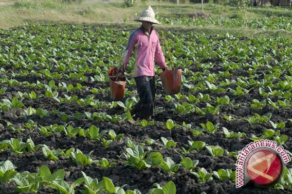 Petani tembakau sedang menyiram tanamannya (Foto antaranews.com)