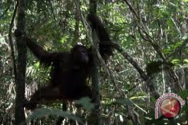 Bayi Orangutan Kembali Diselamatkan di Ketapang