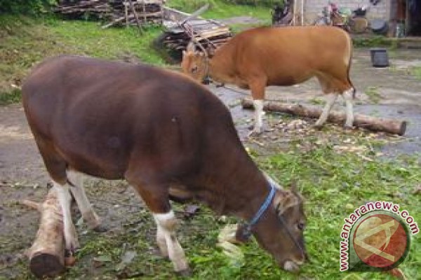 peternak minta bibit sapi lokal antara news kalimantan peternak minta bibit sapi lokal antara news kalimantan