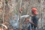 BKSDA: Hutan di Barelang Sengaja Dibakar BKSDA: Hutan di Barelang Sengaja Dibakar