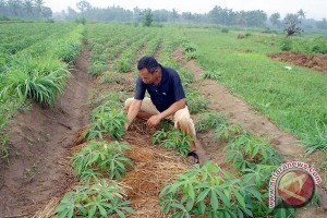  Petani Lampung Timur Tanam Singkong