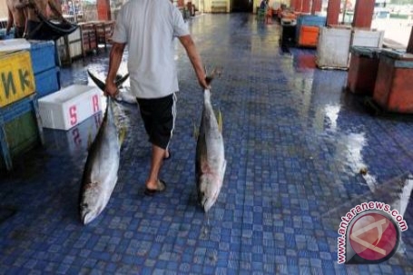 Sulut Ekspor Ikan Segar 684 Ton Ke Beberapa Negara - AN