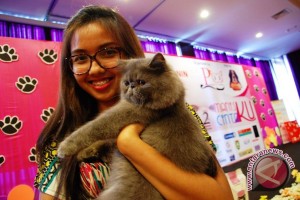 Kompetisi kucing cantik di Palembang - Antara News Pale