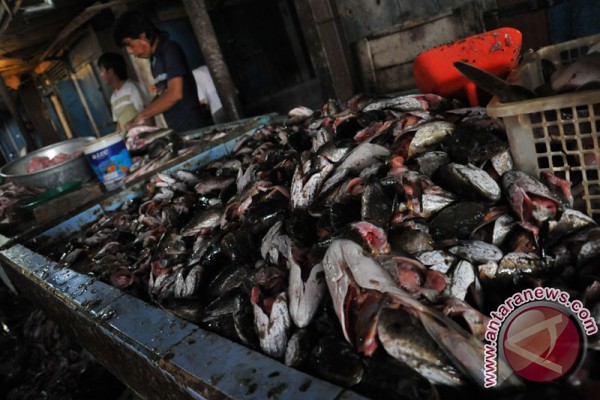 semen bahan baku panganan khas Palembang sisanya pempek, pembuatan sedangkan baku bahan