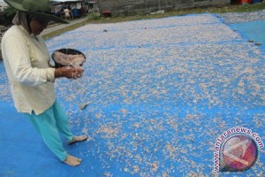 Harga Udang Rebon Naik Harga Udang Rebon Naik