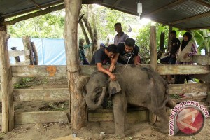 Bayi Gajah Jalani Perawatan Intensif Bayi Gajah Jalani Perawatan Intensif