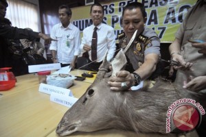 Perdagangan Organ Satwa Dilindungi Perdagangan Organ Satwa Dilindungi