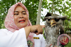 Burung Hantu Indonesia Burung Hantu Indonesia