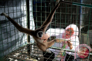 Satwa Dilindungi Serahan Warga Satwa Dilindungi Serahan Warga