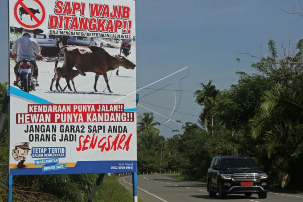 Wajib tangkap sapi penganggu lalulintas