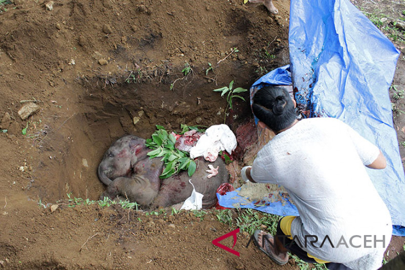 Anak gajah mati