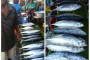 Harga ikan cakalang segar di Ambon naik