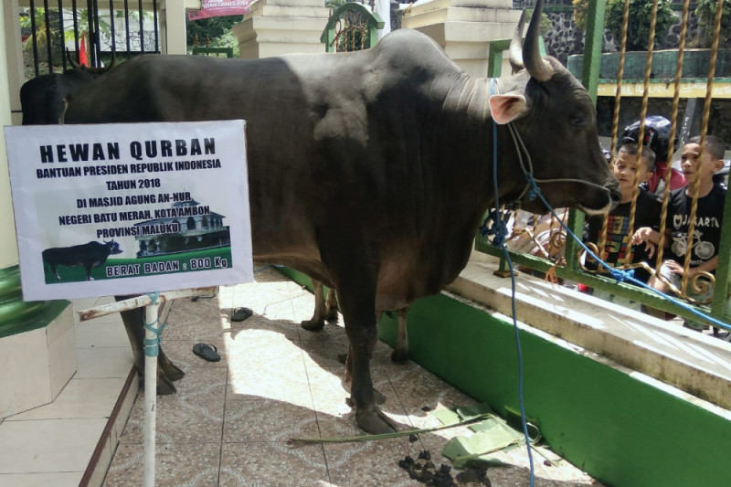 Sapi kurban Presiden Jokowi diserahkan ke Batumerah