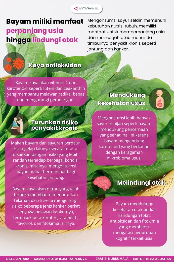 Bayam miliki manfaat perpanjang usia hingga lindungi otak