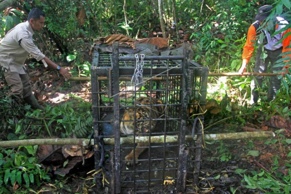 Harimau Sumatera masuk perangkap
