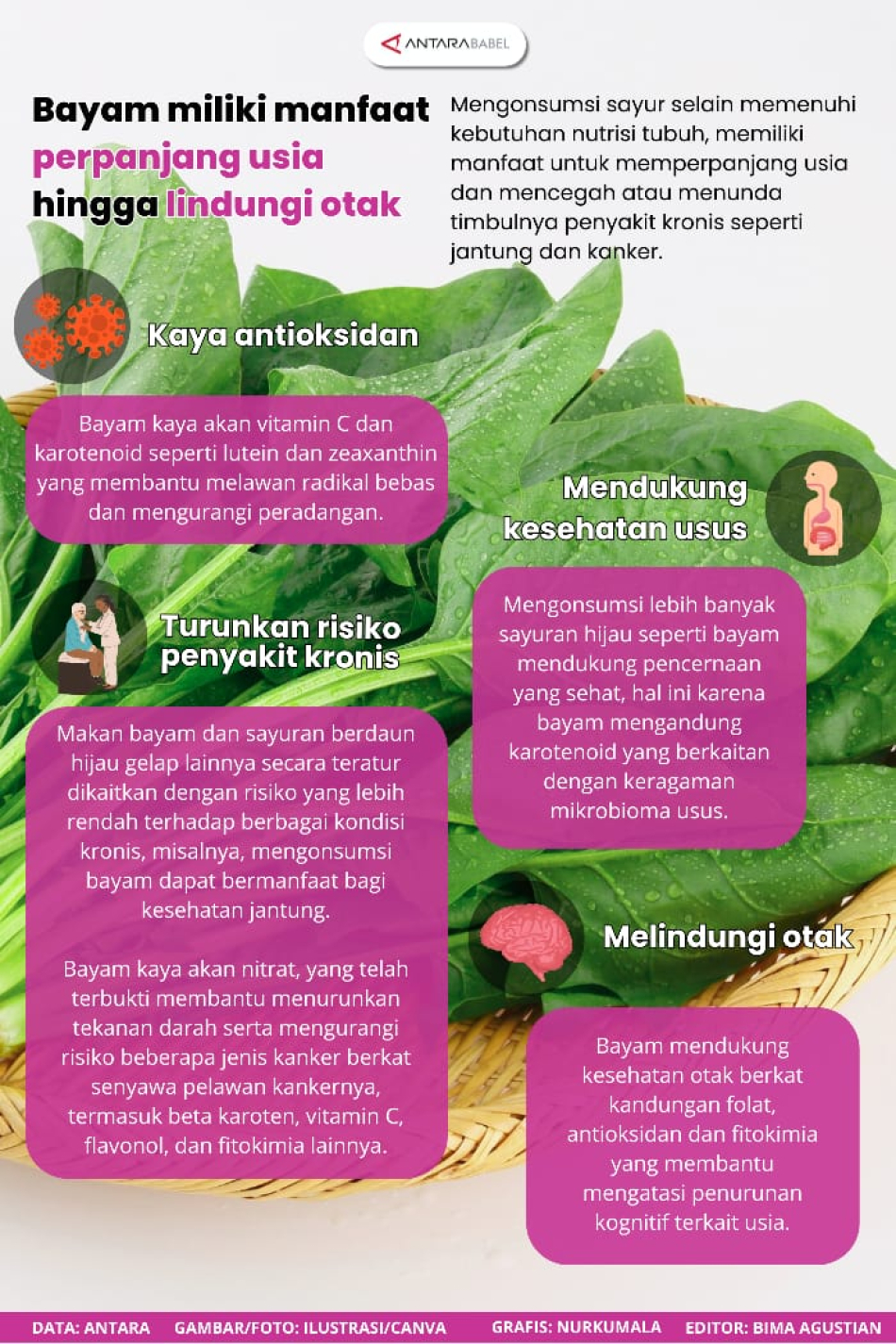 Bayam miliki manfaat perpanjang usia hingga lindungi otak