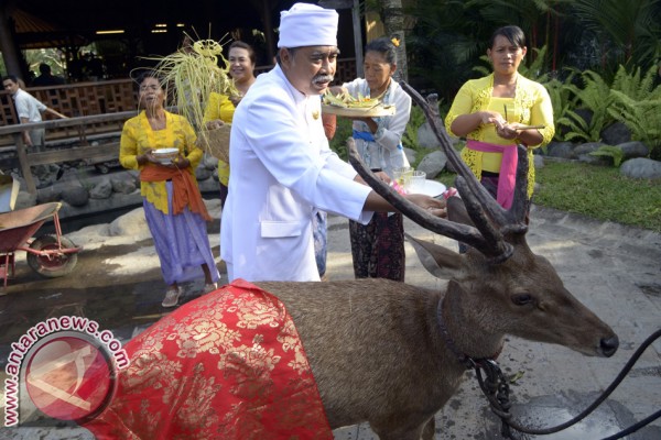 Bali Zoo Gelar Ritual "Tumpek Kandang" - ANTARA News Bali