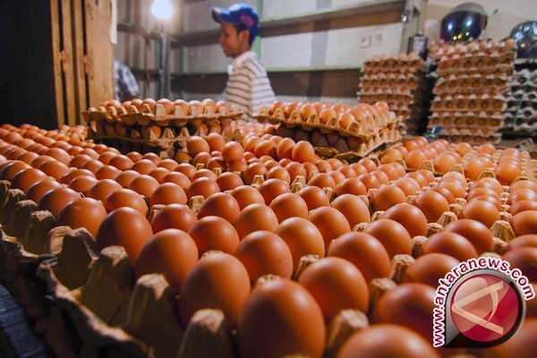 Makan satu butir telur per hari turunkan risiko penyakit jantung