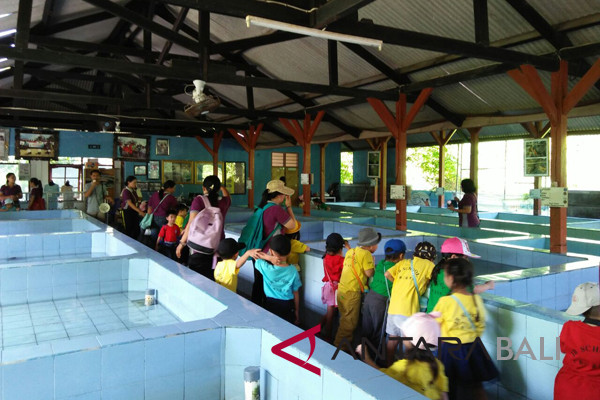 Siswa TK belajar konservasi penyu di Serangan (video)