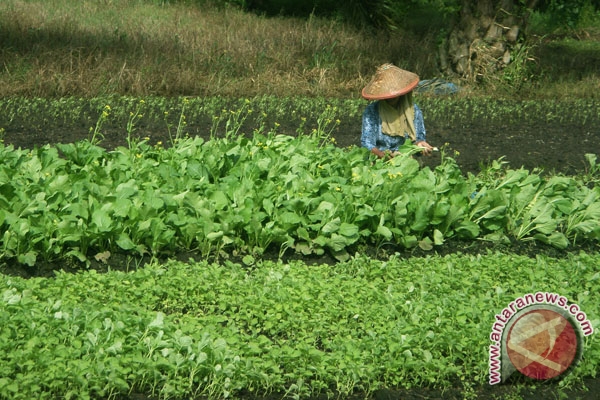 Tanaman sayur organik gagal panen akibat kemarau ANTARA 