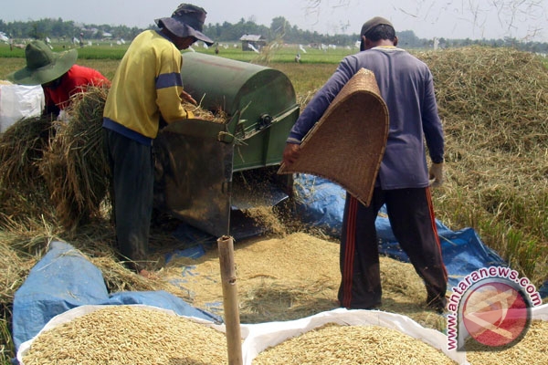  Petani  Air Majunto butuh mesin  penggilingan padi ANTARA 