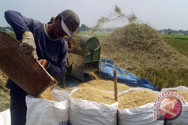 Petani Bengkulu masuki musim panen