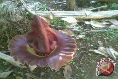  Gambar  Foto  Inilah Keindahan Bunga  Rafflesia Mekar Alam 