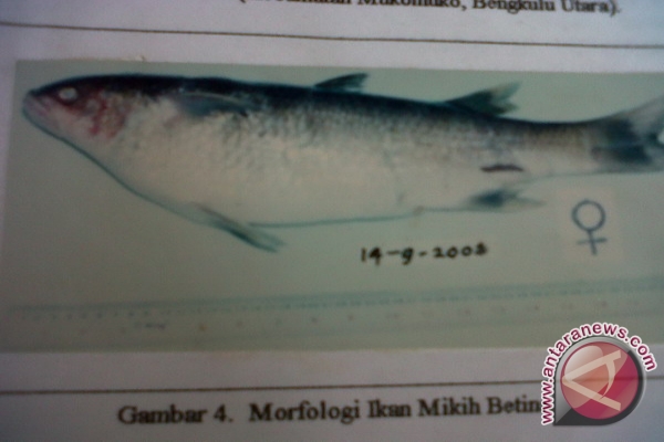 DKP kerja sama lestarikan ikan mikih