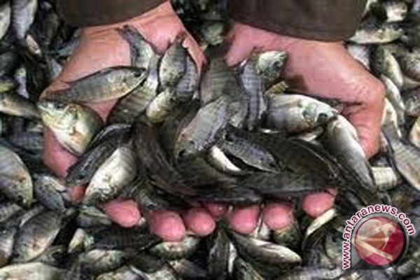 Mukomuko tetapkan penerima bantuan pengembangan ikan bioflok