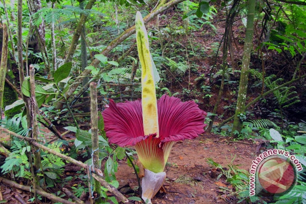 Bunga raflesia dan amorphopalus mekar di kepahiang 