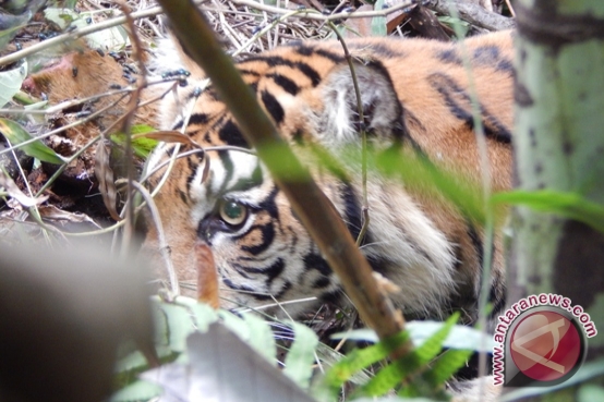 BKSDA turunkan tim ke lokasi munculnya harimau