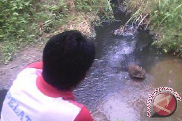 Mukomuko minta uji laboratorium sungai tercemar limbah 