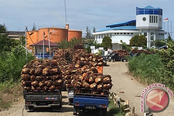 Harga Sawit Di Mukomuko Terus Turun