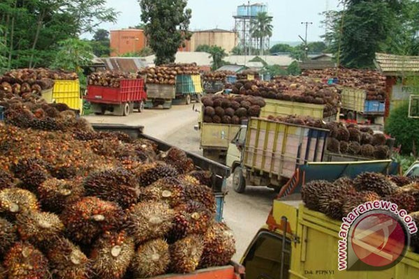 Harga sawit di pabrik Mukomuko kembali naik
