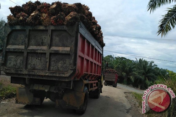 Harga sawit di pabrik Mukomuko mulai naik