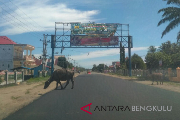 Mukomuko tembak ternak dilepasliarkan malam hari